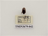 藏品(龍蝨、牙蟲)的圖片